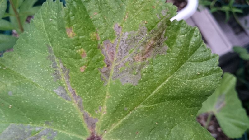 f:id:kinrenka_kinsenka:20190703151942j:plain f:id:kinrenka_kinsenka:20190703151942j:plain
