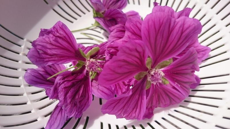 f:id:kinrenka_kinsenka:20190703152009j:plain f:id:kinrenka_kinsenka:20190703152009j:plain