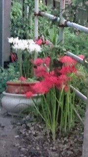 f:id:kinsankinsan:20161001111957j:image f:id:kinsankinsan:20161001111957j:image