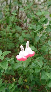 f:id:kinsankinsan:20161023125108j:image f:id:kinsankinsan:20161023125108j:image