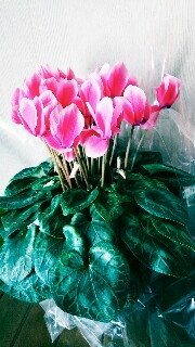 f:id:kinsankinsan:20161202120300j:image f:id:kinsankinsan:20161202120300j:image