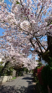 f:id:kinsankinsan:20170414191936j:image f:id:kinsankinsan:20170414191936j:image