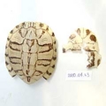 [脱皮]20100602_07