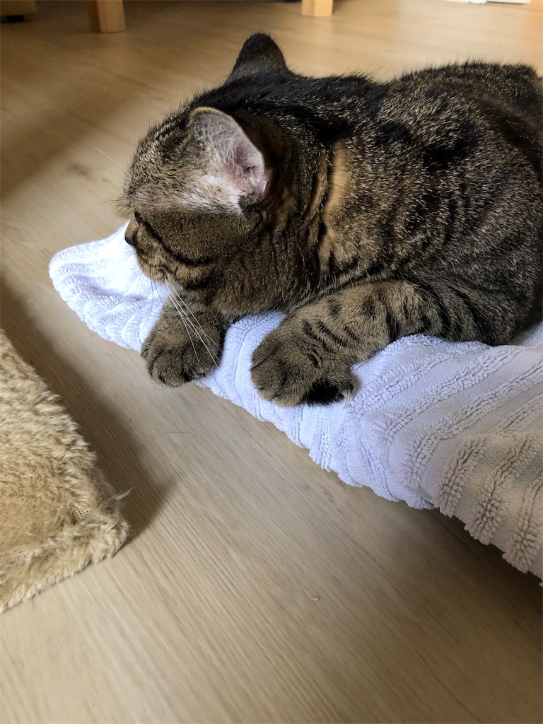 マンガの感想 デキる猫は今日も憂鬱 26話 きぬかつぎ