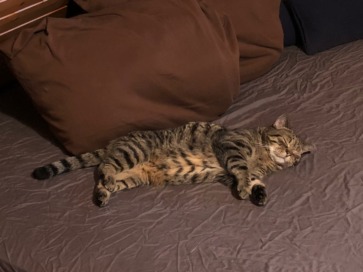 今日の昼寝猫 きぬかつぎ 今日の昼寝猫 きぬかつぎ