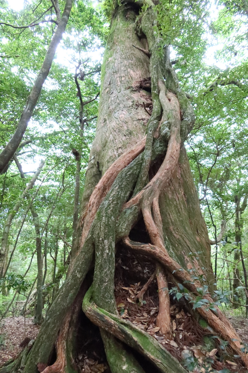 屋久島旅行記（その1） - きぬさや自由帳