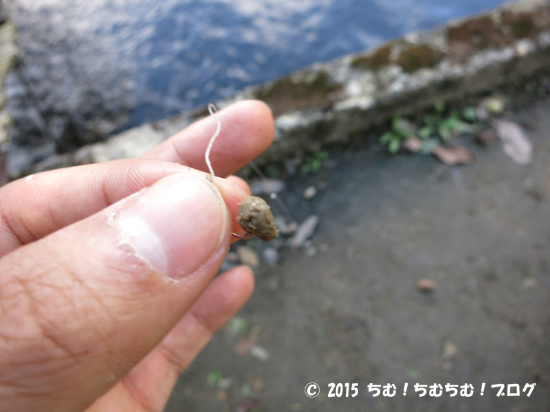 練り餌を釣り針につける様子