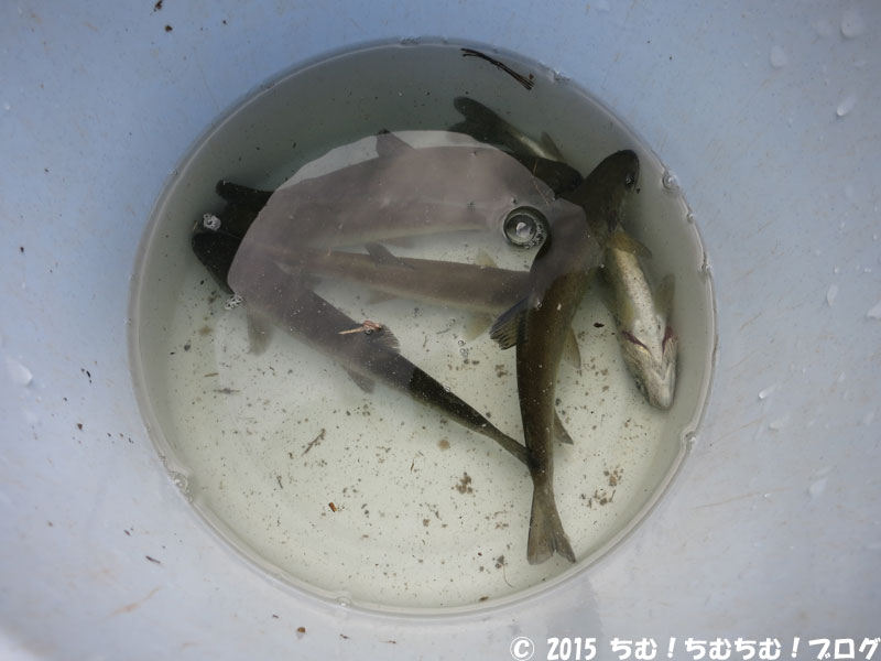 にじますの釣果