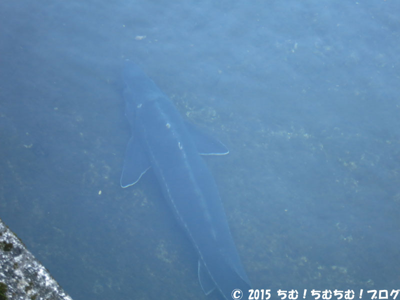 大きいチョウザメ