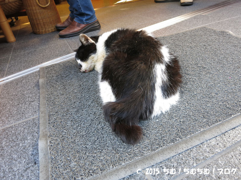 足ふきマットの上で寝てる猫