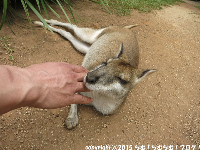 撫でられるカンガルー