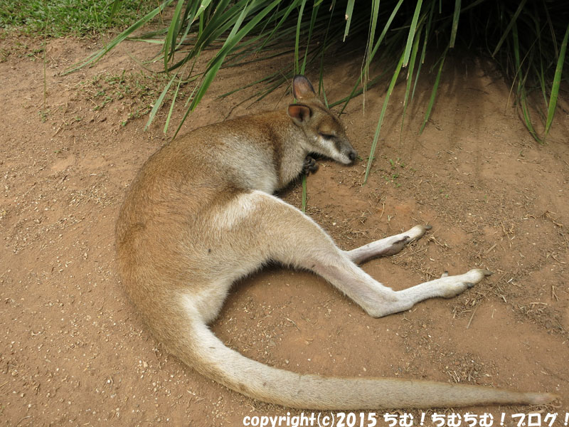 寝そべるカンガルー