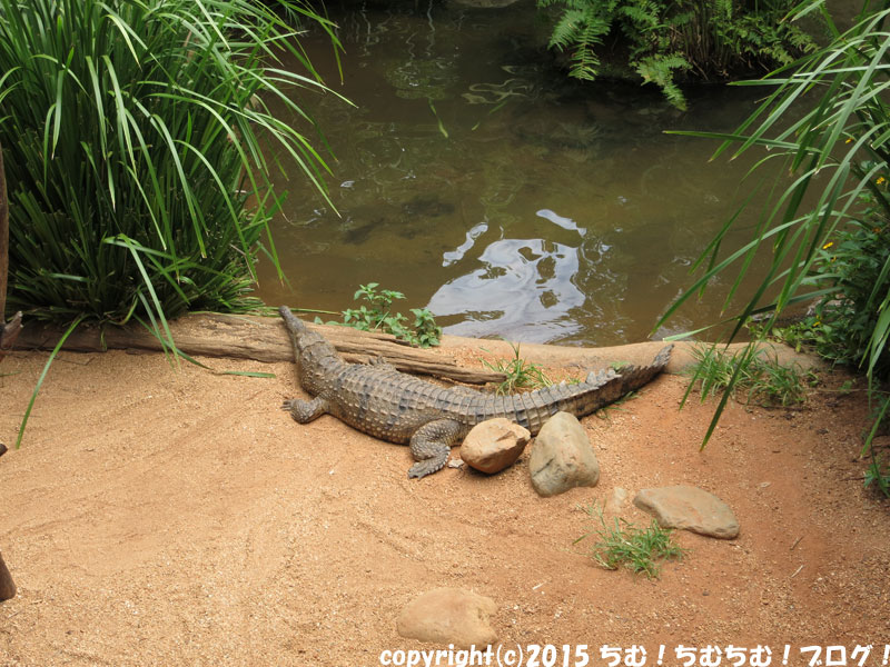 動物園のワニ