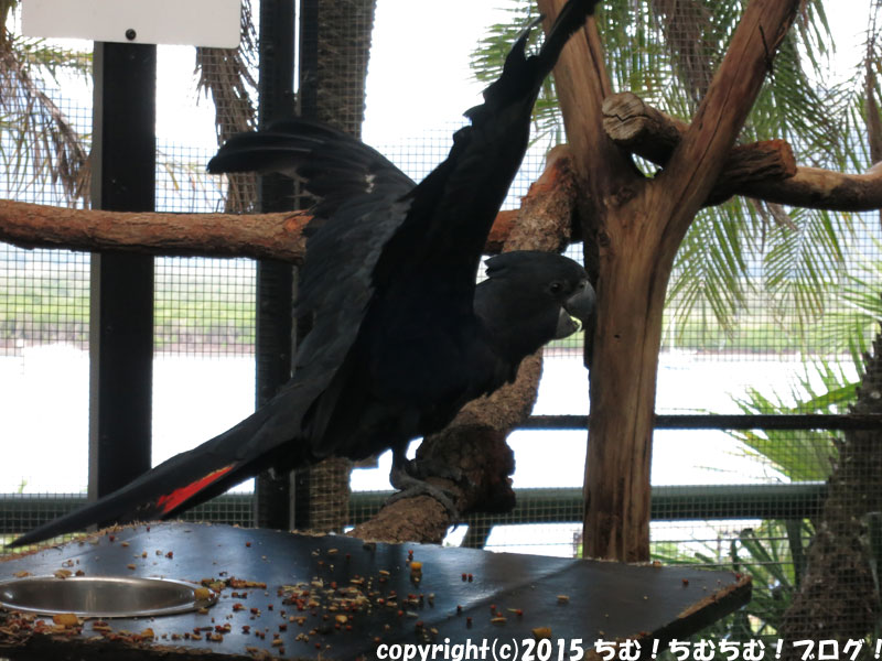 真っ黒のインコ