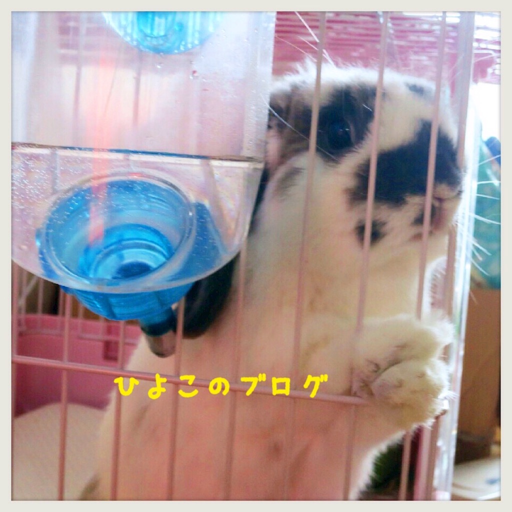 f:id:kinyanpu:20160301190033j:image f:id:kinyanpu:20160301190033j:image