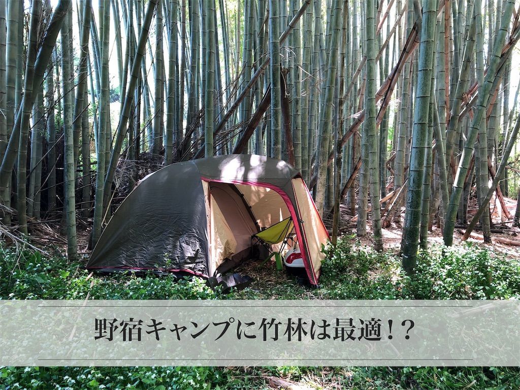 野宿キャンプに竹林は最適 きぴろの日記