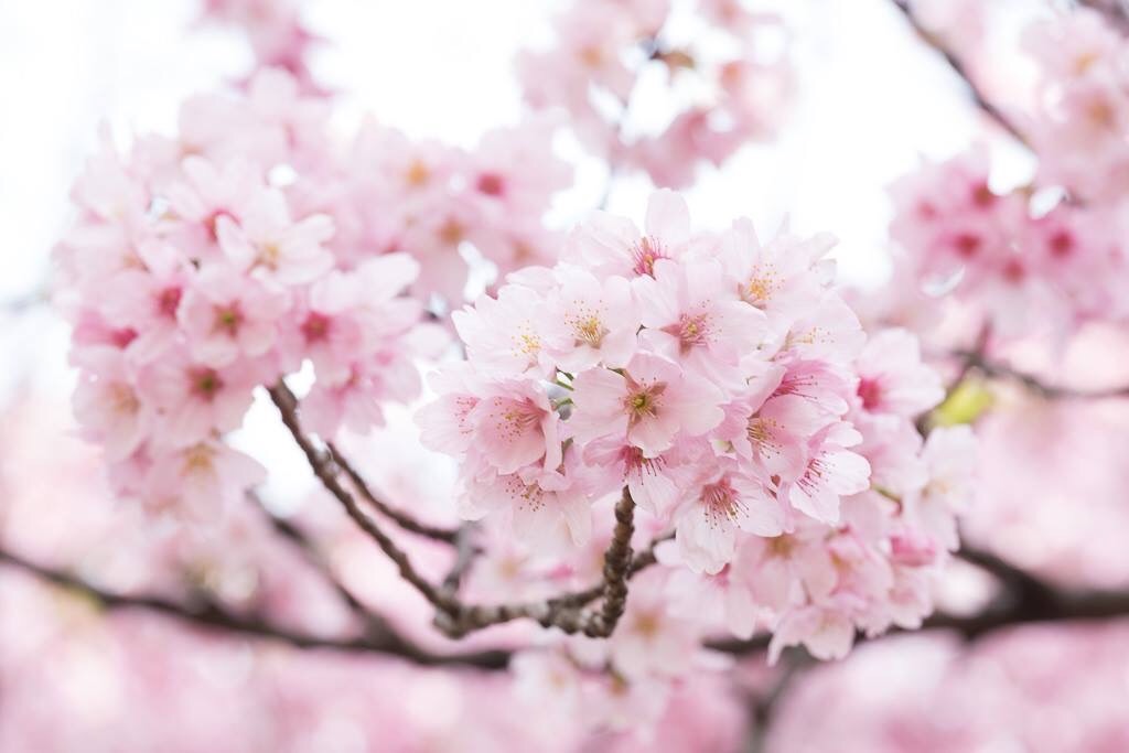 f:id:kira_kira_boshi:20180324234843j:image