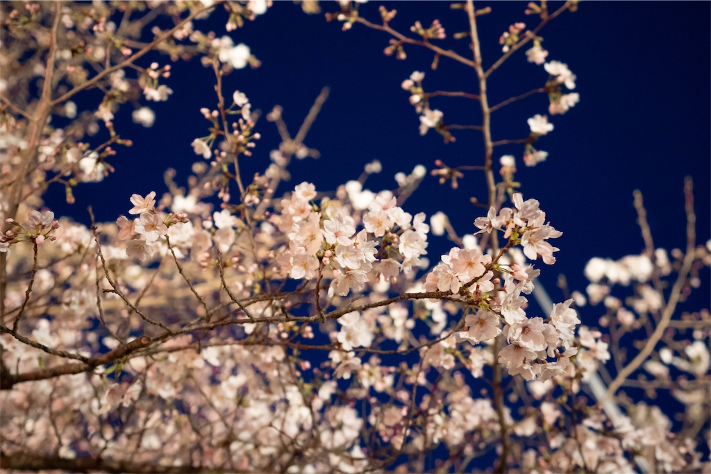 f:id:kira_kira_boshi:20190408090320j:image