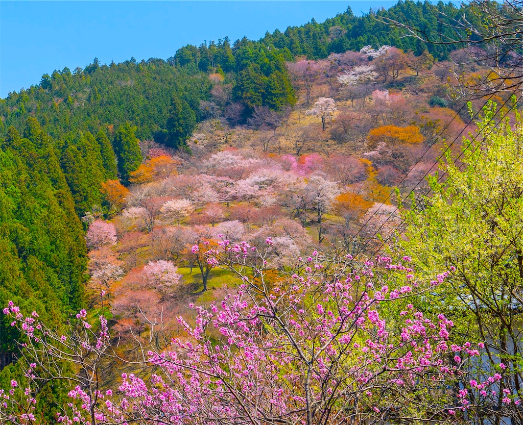 f:id:kira_kira_boshi:20190428171102j:image