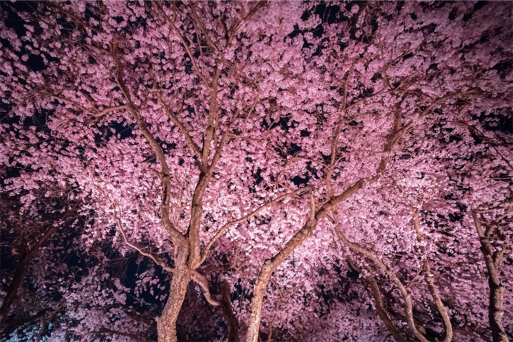 f:id:kira_kira_boshi:20190429112747j:image