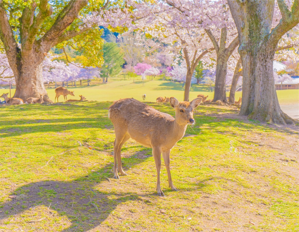 f:id:kira_kira_boshi:20190429113050j:image
