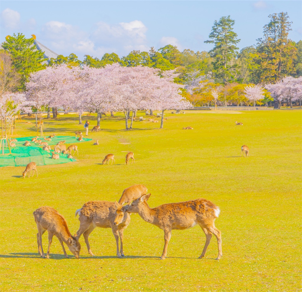 f:id:kira_kira_boshi:20190429113054j:image