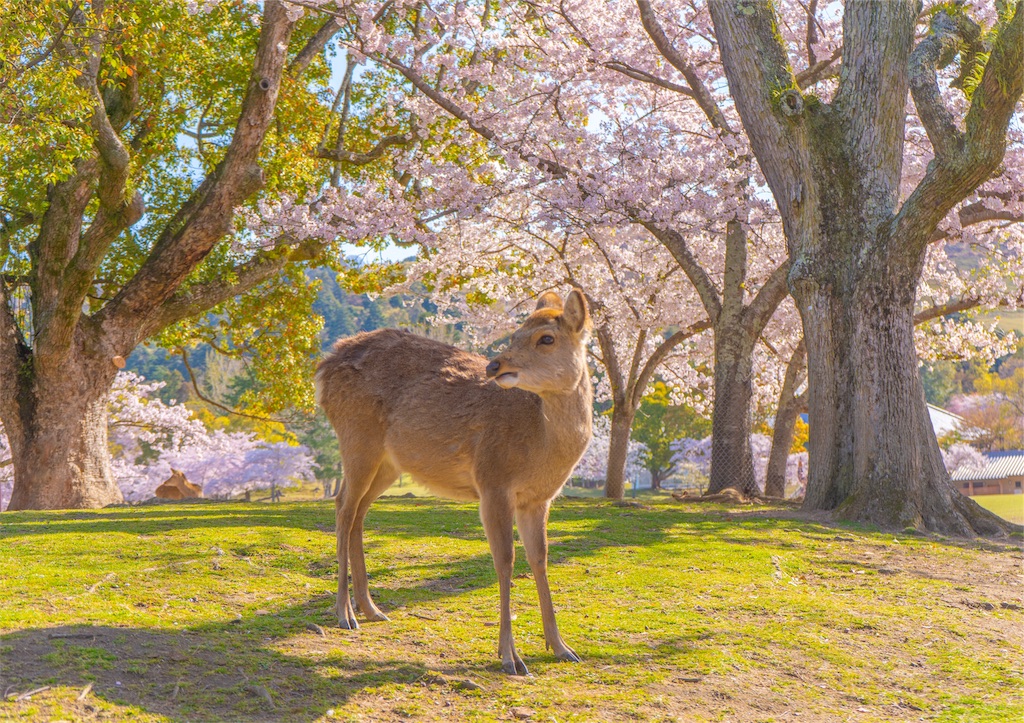 f:id:kira_kira_boshi:20190429113059j:image