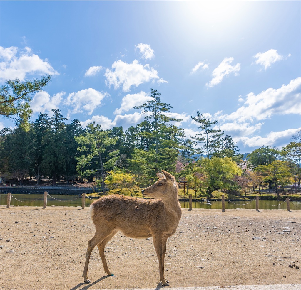 f:id:kira_kira_boshi:20190429113550j:image