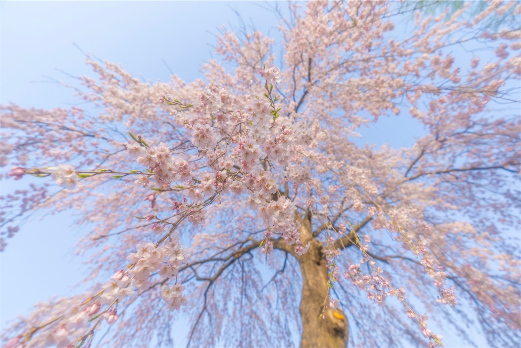 f:id:kira_kira_boshi:20190430192035j:image