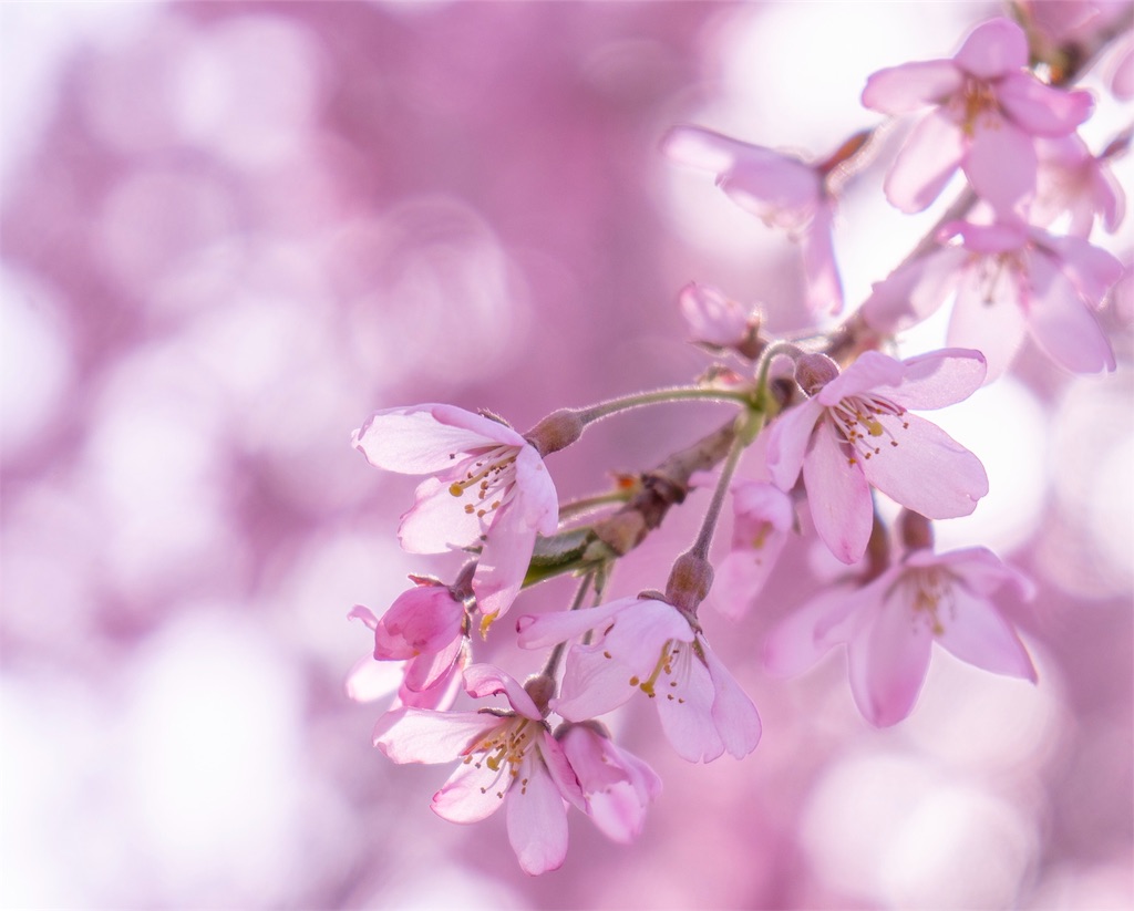 f:id:kira_kira_boshi:20190430192312j:image