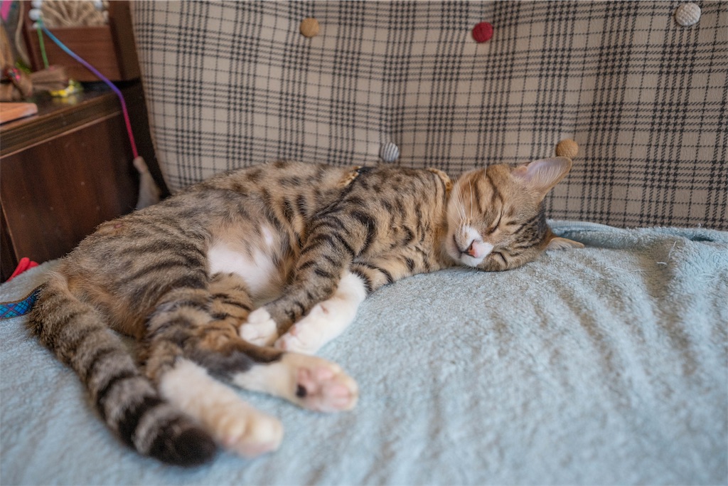 f:id:kira_kira_boshi:20190503095335j:image