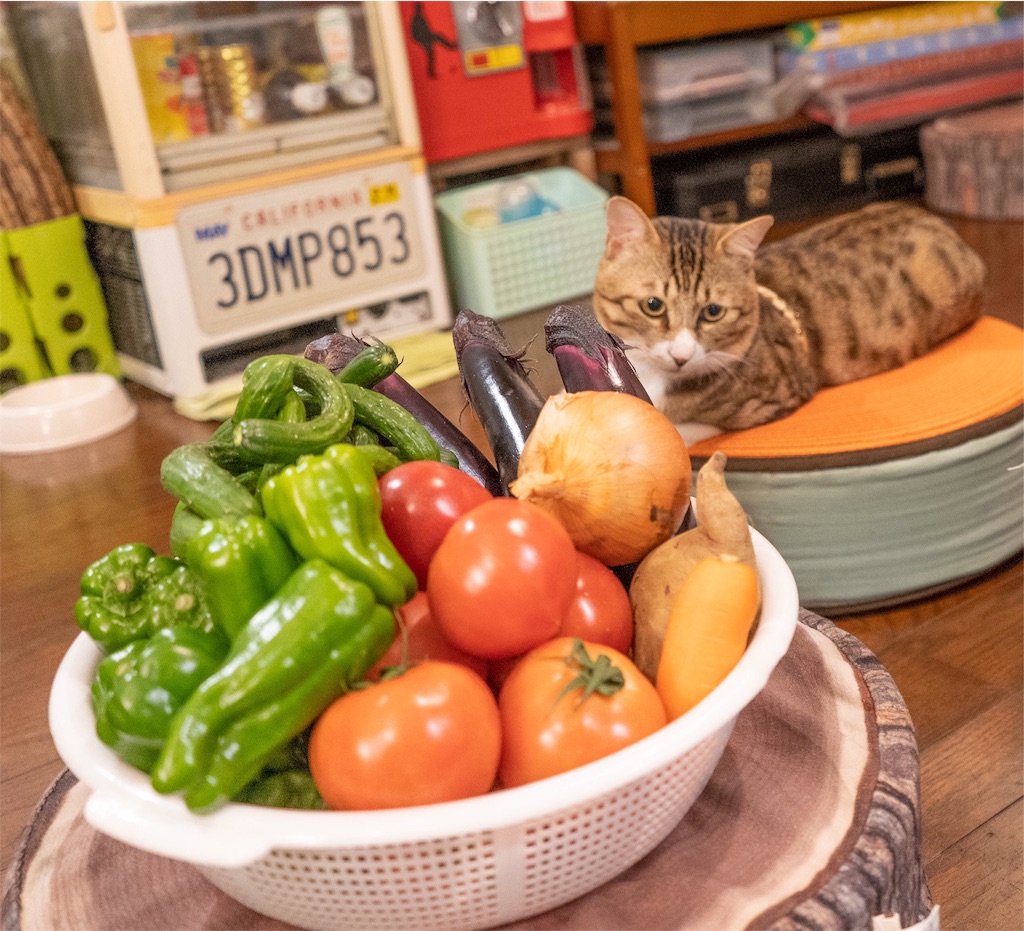 f:id:kira_kira_boshi:20190503103125j:image