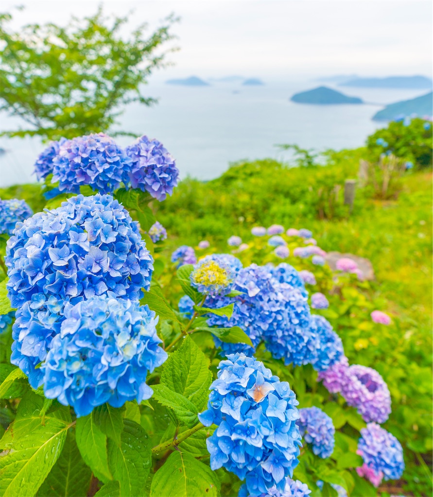 f:id:kira_kira_boshi:20190711122501j:image