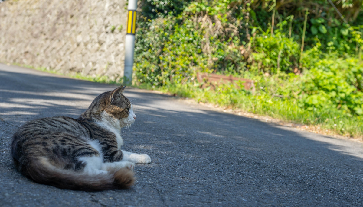 f:id:kira_kira_boshi:20190818105517j:plain
