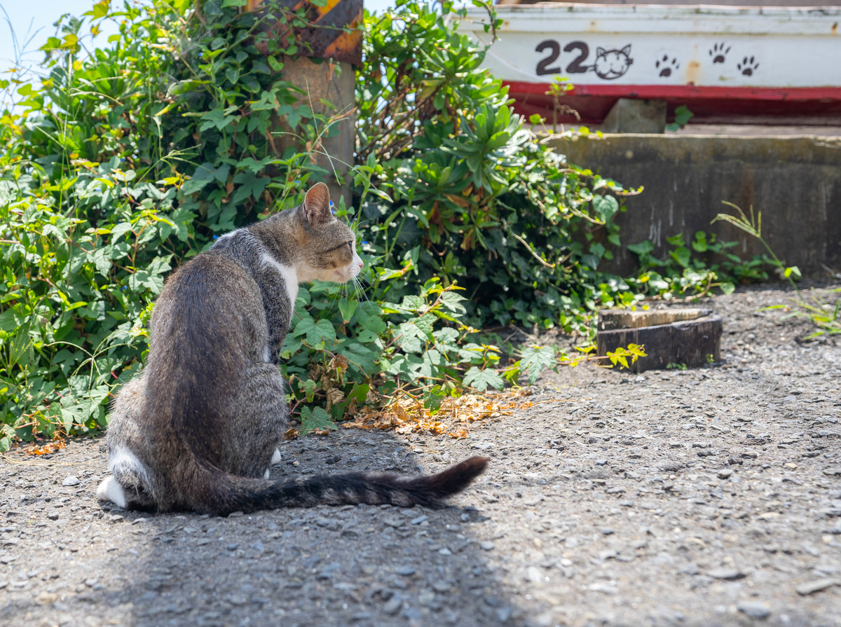 f:id:kira_kira_boshi:20190818111905j:plain