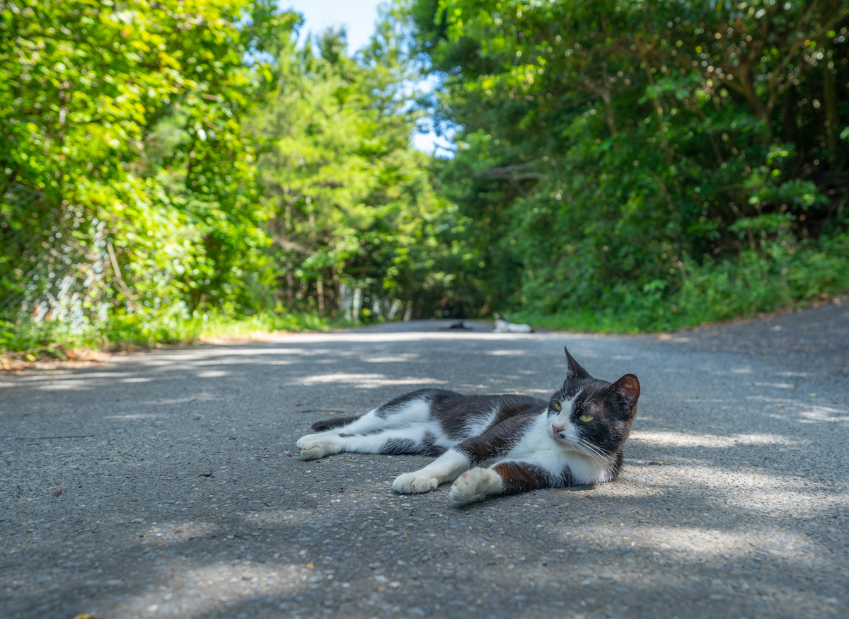 f:id:kira_kira_boshi:20190818113601j:plain