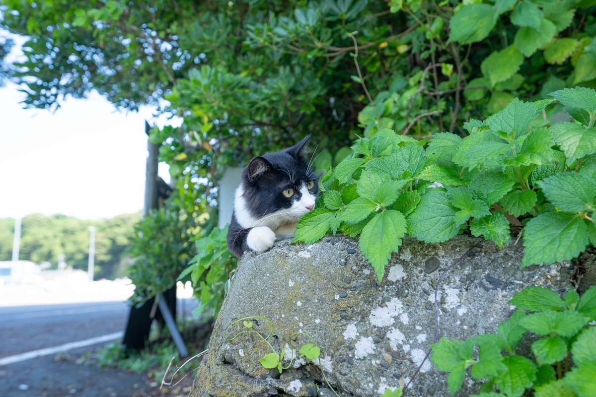 f:id:kira_kira_boshi:20190818113619j:plain