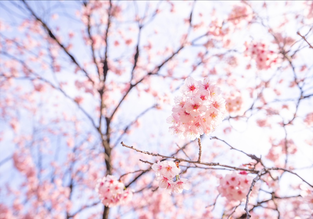 f:id:kira_kira_boshi:20200302225430j:image