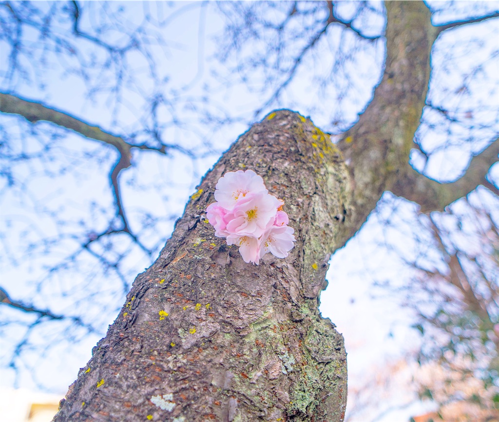 f:id:kira_kira_boshi:20200323083206j:image