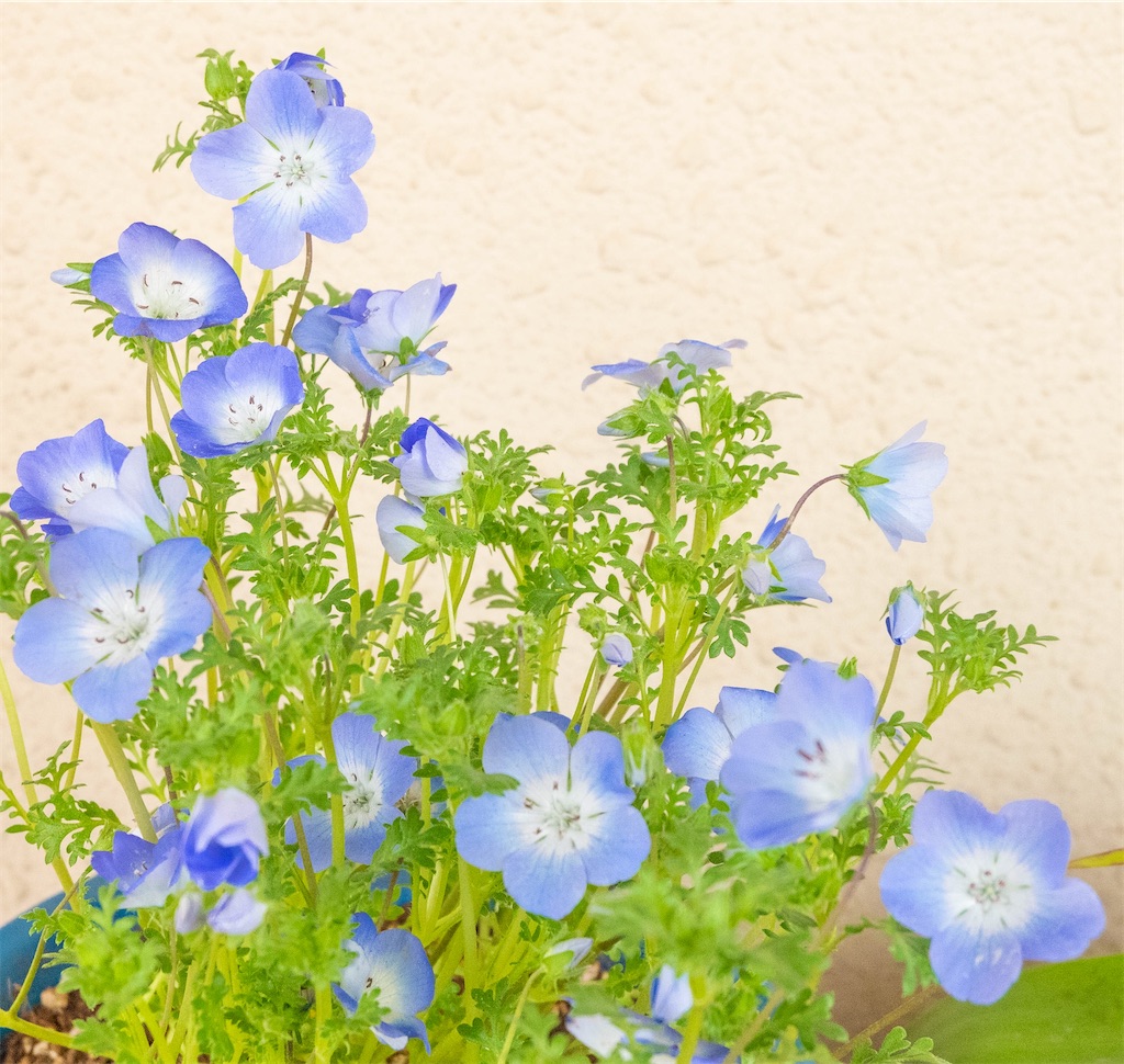 f:id:kira_kira_boshi:20200330082606j:image
