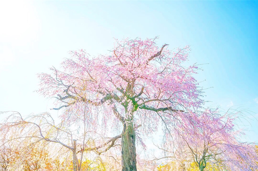 f:id:kira_kira_boshi:20200404141616j:image