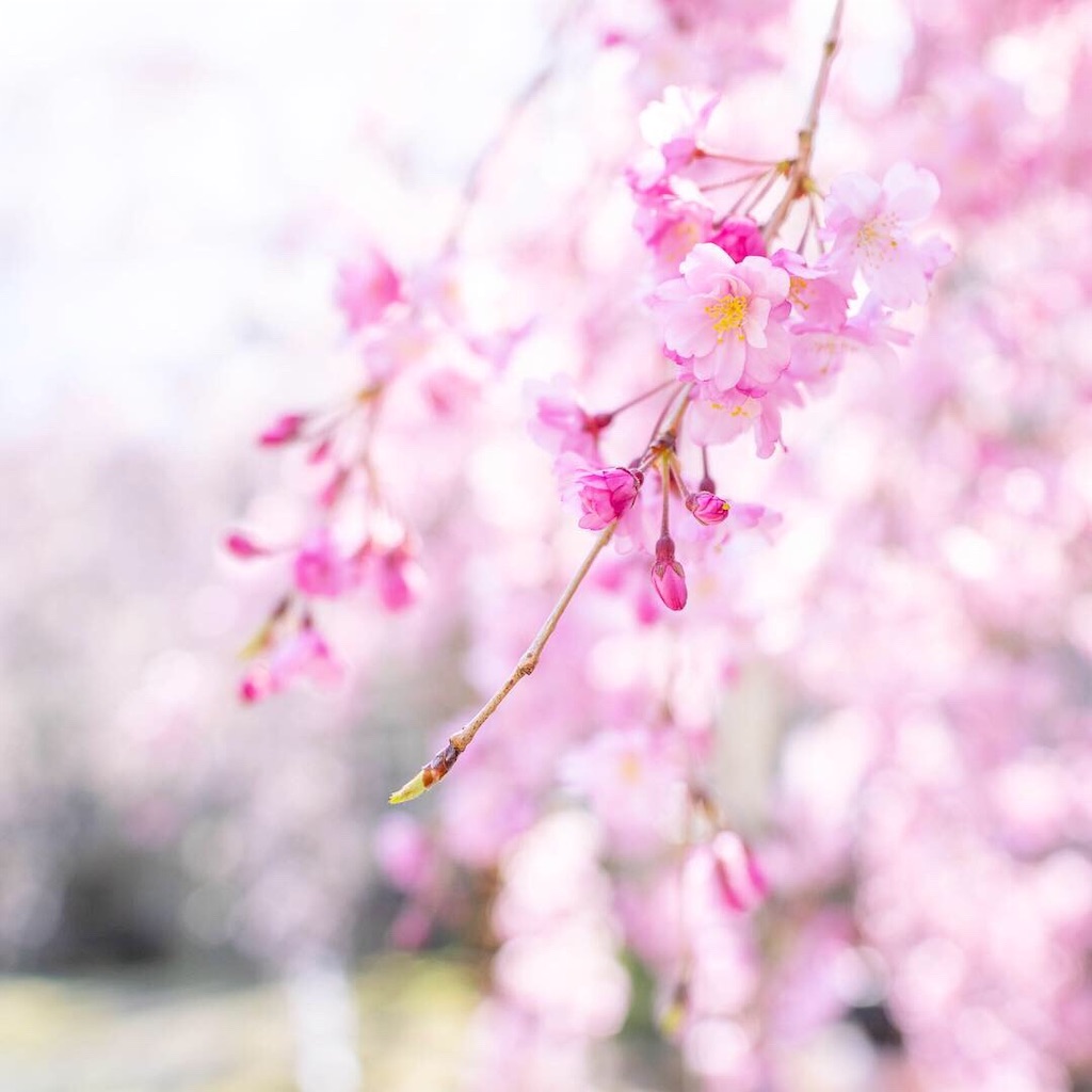 f:id:kira_kira_boshi:20200408092750j:image