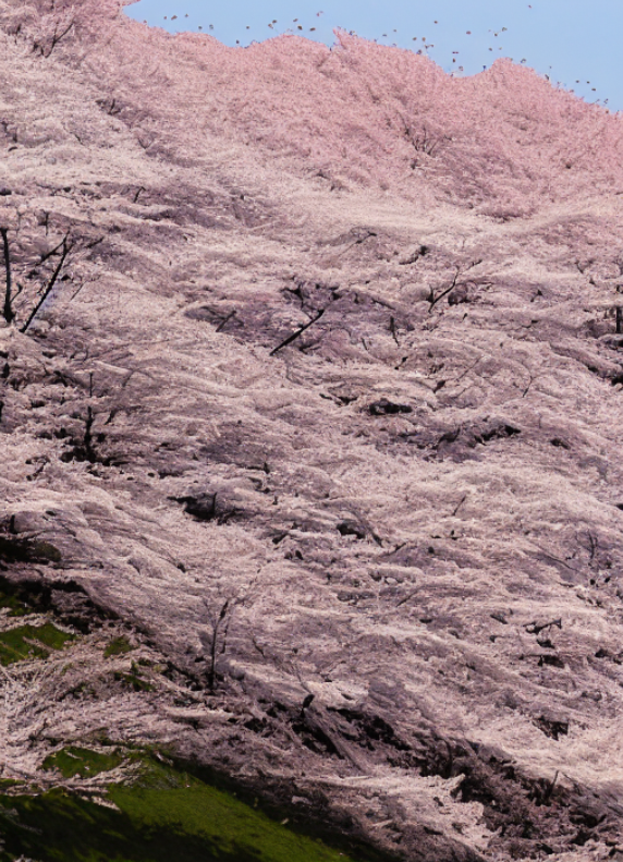 高砂の 尾の上の桜 咲きにけり 外山の霞 立たずもあらなむ