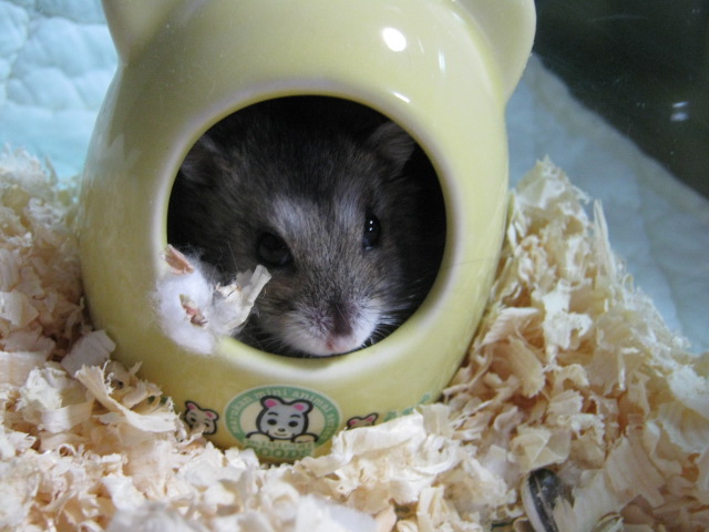 f:id:kirakiraamethyst:20170410002548j:plain