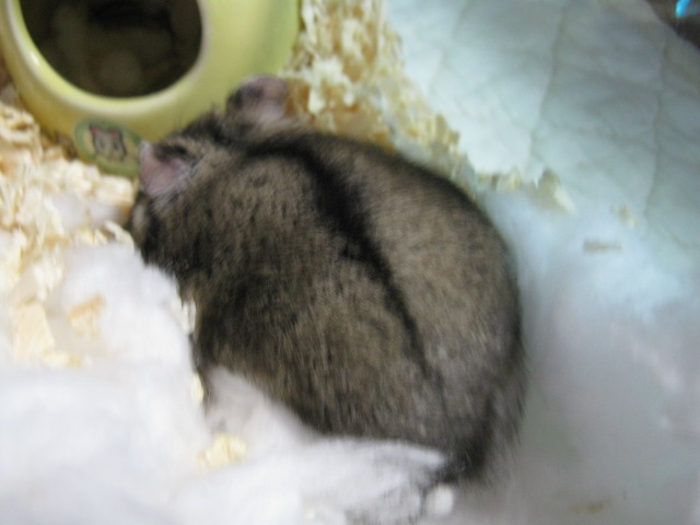 f:id:kirakiraamethyst:20170410002604j:plain