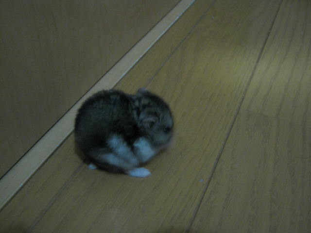 f:id:kirakiraamethyst:20180603225707j:plain