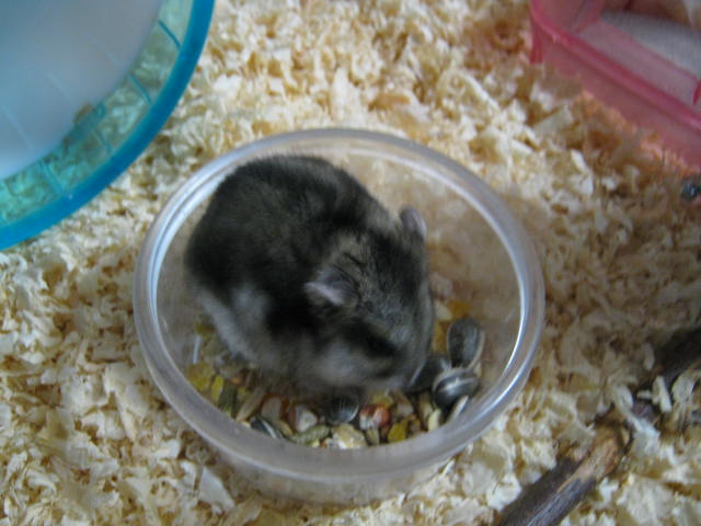 f:id:kirakiraamethyst:20180603225733j:plain