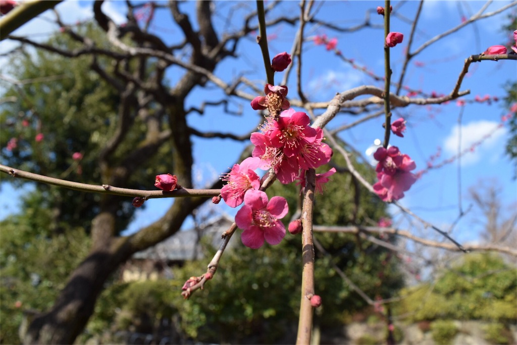 f:id:kirakiraaya:20170226082036j:image f:id:kirakiraaya:20170226082036j:image