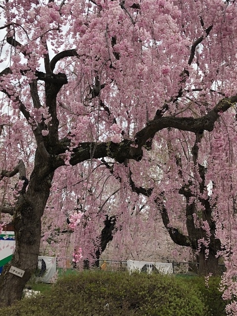f:id:kirakiralion:20190501124701j:plain f:id:kirakiralion:20190501124701j:plain