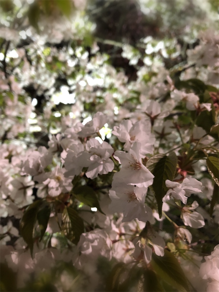 f:id:kirakirapanda:20190417162638j:image